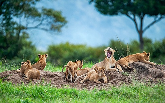 4 days Affordable Kenya Safari Packages tour price